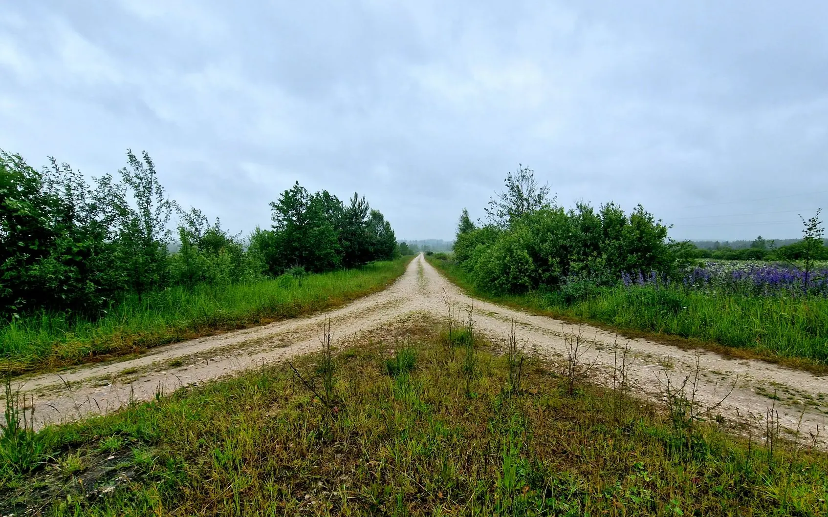 Unsealed country road splitting into two directions.
