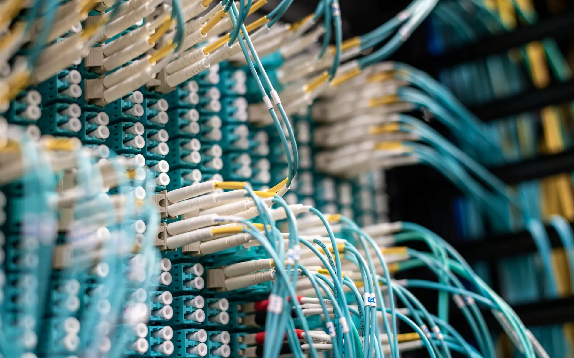 Patch cables plugged into a network patch panel.