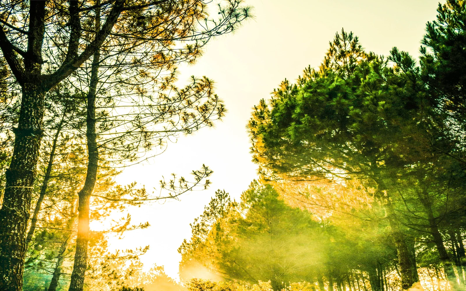 Tree loppers working in a sunlit garden.