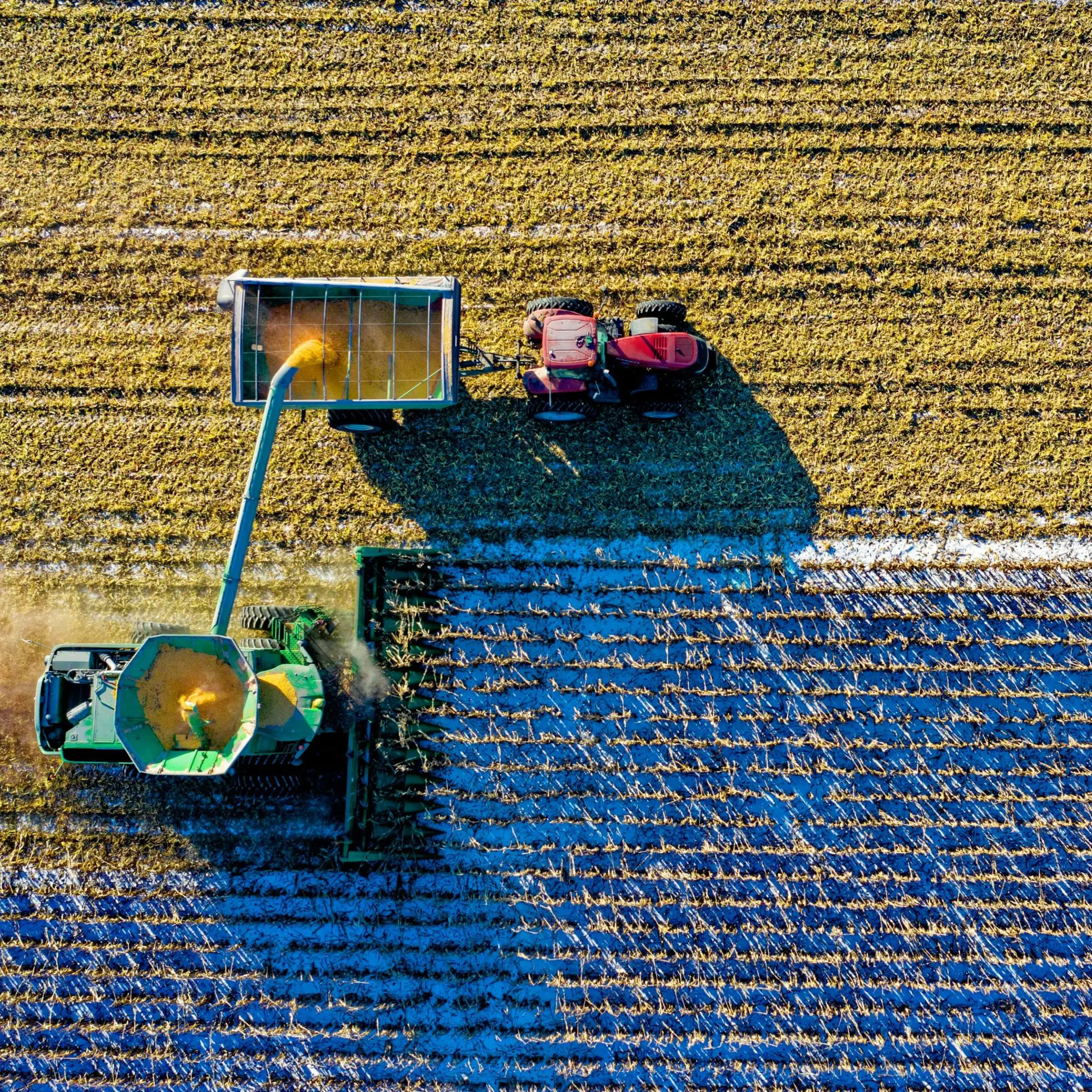 Agricultural machinery harvesting a crop.