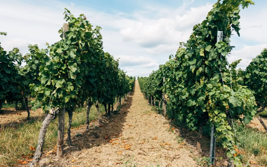 RJN Vineyards, mature vineyard rows.