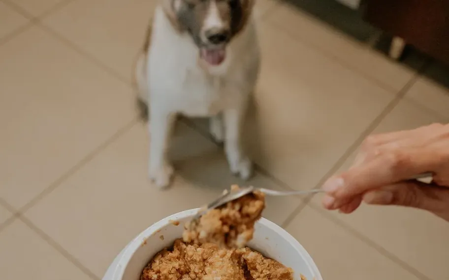 4Legs dog eating from a bowl.