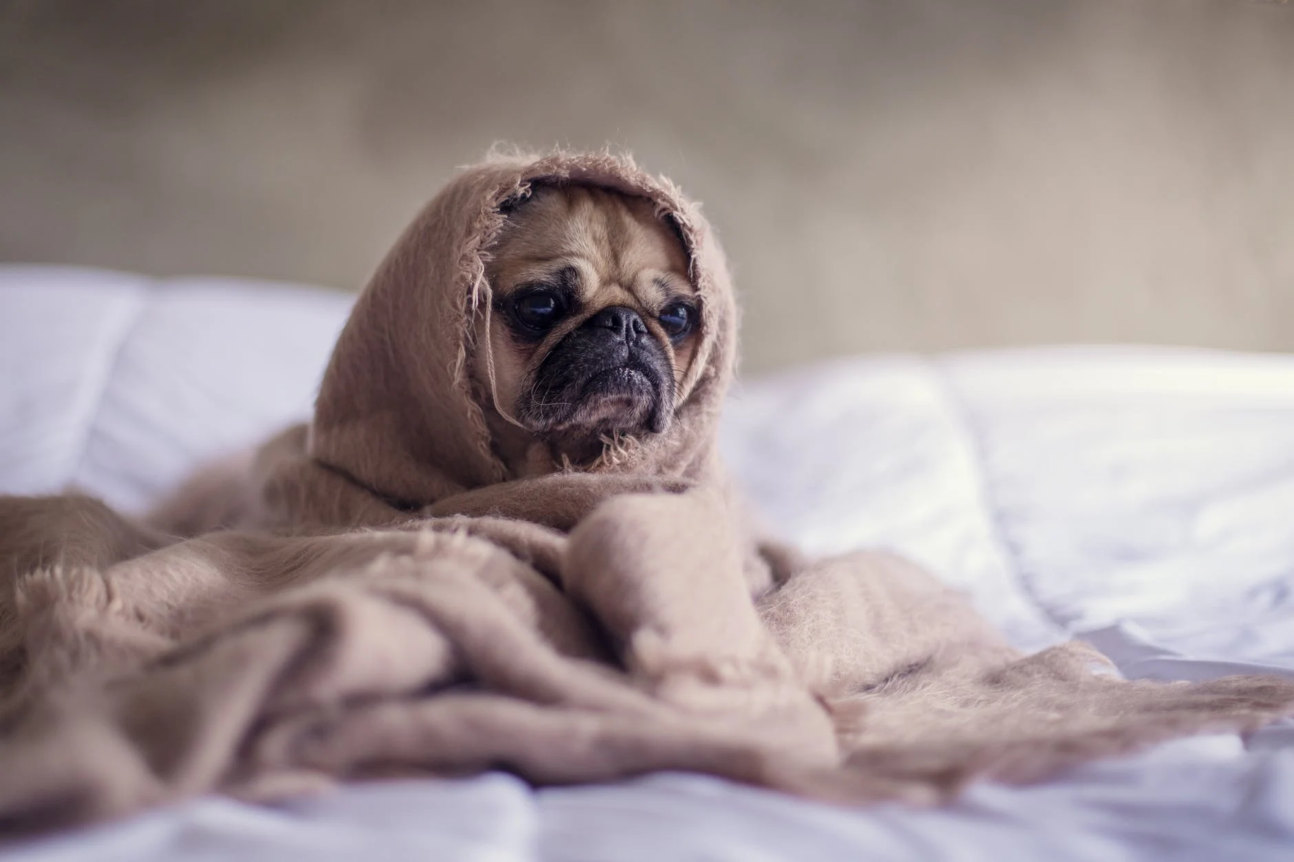 Pet Dog Under Blanket
