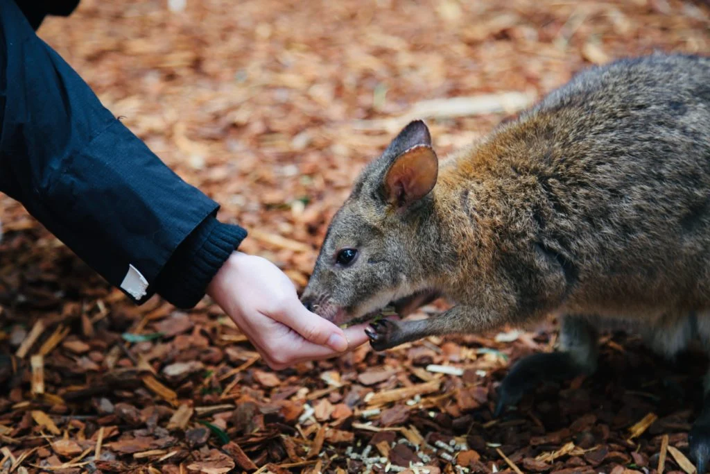 Rescuer Feeding Baby Kangaroo